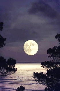 關(guān)于月色晚安的詩(shī)句