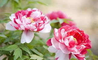 關(guān)于贊揚(yáng)花博會的詩句