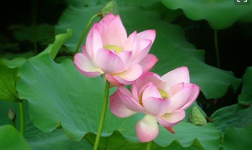 關(guān)于荷花景色的詩(shī)句古詩(shī)詞