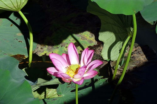 關(guān)于有荷字的詩句