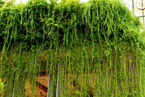 關(guān)于柳樹默默的詩句