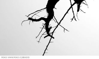 關(guān)于樹和藤的詩(shī)句