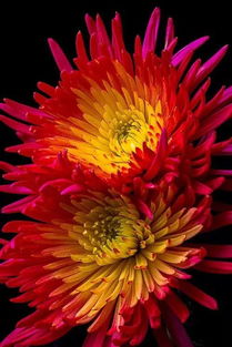 古時關(guān)于菊花的詩句