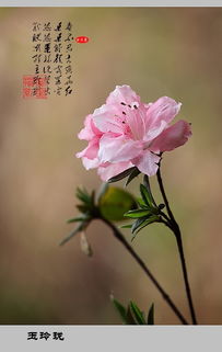 關(guān)于杜鵑花詩句古詩詞