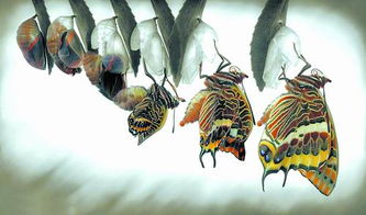 詩(shī)句,蝴蝶,破繭成蝶