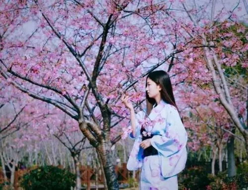關(guān)于櫻花精神詩句