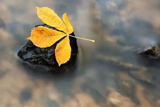 秋葉關(guān)于它的詩句