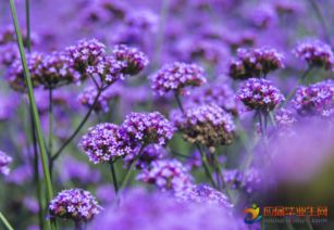 求關(guān)于花的傷感詩句