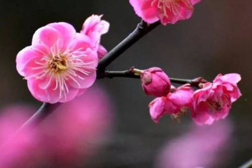 關(guān)于春節(jié)的感慨詩句