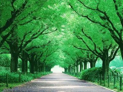 描寫鄉(xiāng)間小路風景的詩句,描寫鄉(xiāng)間小路風景的經(jīng)典詩句,最美的鄉(xiāng)間小路的詩句