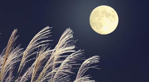 關于放棄的詩句古詩,關于遺憾的詩句古詩,形容遺憾的詩句古詩