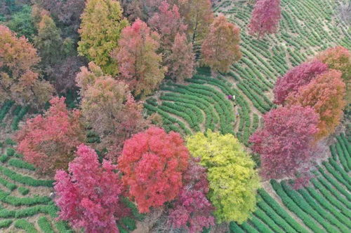 楓葉的詩(shī)句古詩(shī)