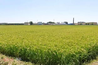 詩句,豐收,大米