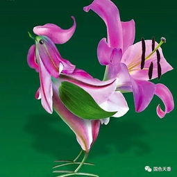 關(guān)于花和雞的詩句