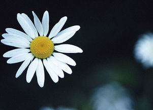 關(guān)于秋菊自創(chuàng)的優(yōu)美詩句