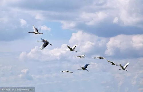 關于蛛絲的優(yōu)美詩句