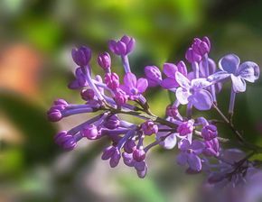 中國有什么詩句是關于丁香花