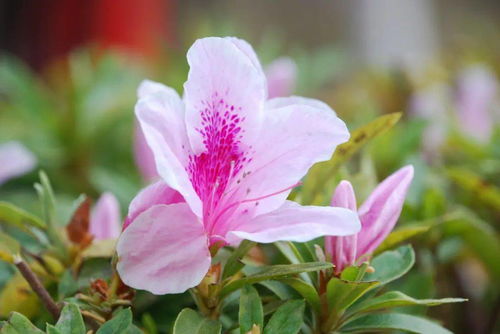 春風(fēng)萬物復(fù)蘇的古詩句