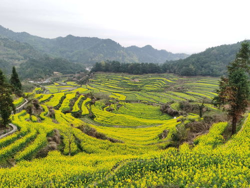 關(guān)于油菜花花的詩句古詩譯文