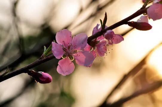 關(guān)于花風(fēng)的詩(shī)句有哪些