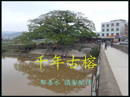 關(guān)于古榕的詩句