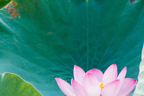 楊萬里關(guān)于蓮的詩句