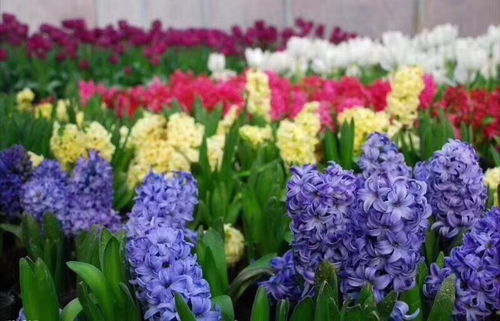 關(guān)于風(fēng)信子詩句