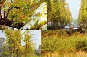 關(guān)于深秋美景的詩句