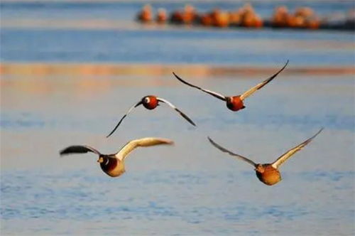 霜降,詩句,白居易