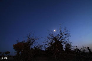 關(guān)于霧夜的詩句