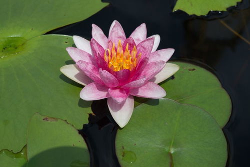 描寫(xiě)荷花或荷葉的古詩(shī)句