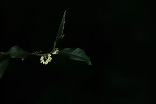 關(guān)于八月十五日夜桂子的詩句