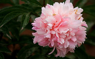 關(guān)于芍藥的古詩,關(guān)于芍藥的詩句古詩,形容芍藥的古詩