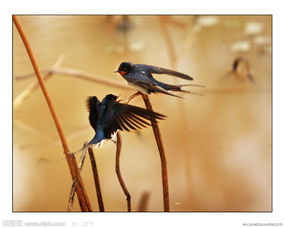 有那些關(guān)于燕子的詩句