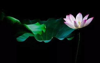 冬季荷花的詩句古詩