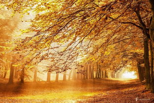 關于森林防火的古詩句,關于森林美景的古詩句,描寫森林的古詩句