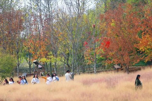 詩句,深秋,美景