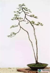 關于盆景盆栽的詩句