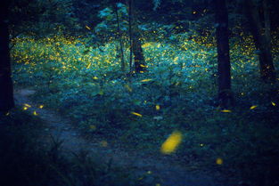 螢火蟲(chóng),詩(shī)句,描寫,蝴蝶