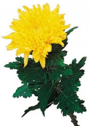 關(guān)于花的詩句加解釋