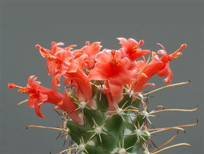 有關(guān)于仙人掌花的詩句有哪些