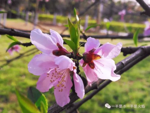 關(guān)于角落里的春天詩(shī)句