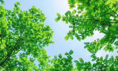 關(guān)于綠葉的著名詩(shī)句