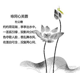 關于蓮花的詩句翻譯