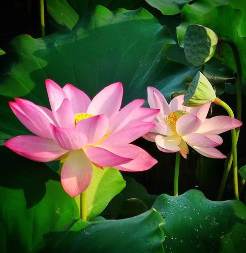 關(guān)于荷花的詩(shī)句和詞語(yǔ)