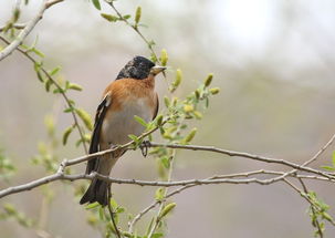 春天與鳥的詩句古詩