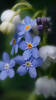 凄美的愛情詩句,帶有動物名字的詩句古詩,愛情唯美古詩有名字的詩句