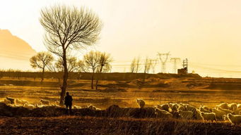 破敗,詩(shī)句,荒涼