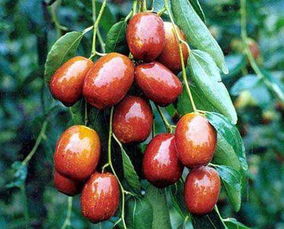 關于大棗的愛情詩句