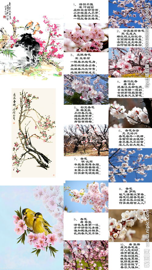 寫夏天杏花的詩句古詩